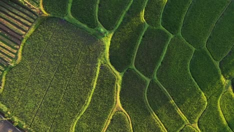 Dramatisches-Luftvideo-Von-Reisterrassen-Mit-Sonnenreflexion-Bei-Sonnenuntergang-In-Java,-Indonesien