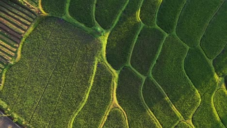 dramático video aéreo de terrazas de arroz con el reflejo del sol al atardecer en java, indonesia