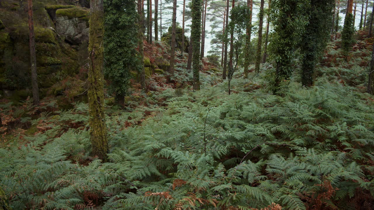 vista en cámara lenta de un viejo bosque cubierto de musgo lleno de vegetación en geres, portugal
