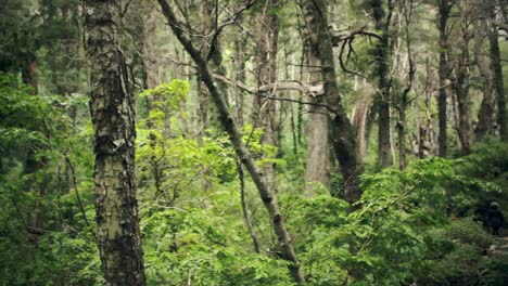 friends walking in the forest