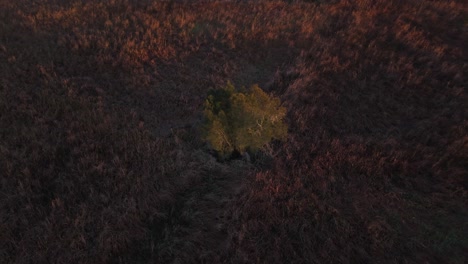 sunrise reveals red tones on landscape with sparse trees and distant hills under orange sky, orbit of single tree, aerial establishing natural backdrop background