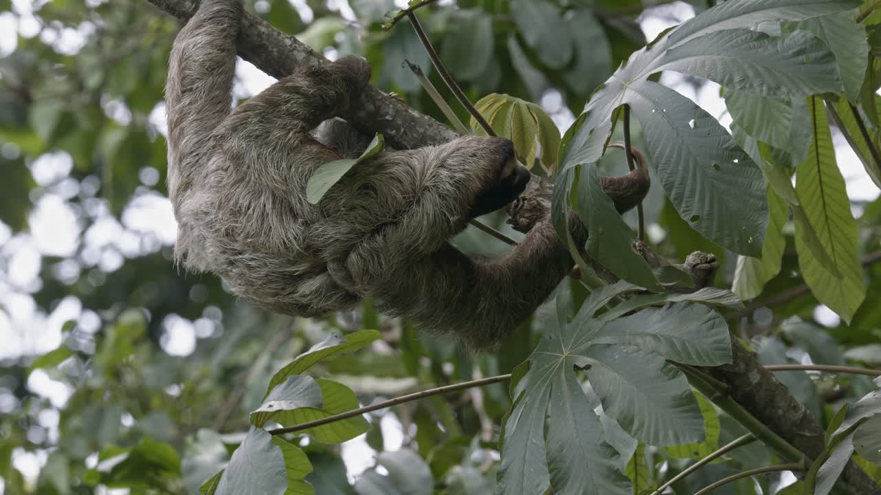 Bradipo tridattilo erbivoro che raccoglie foglie verdi lussureggianti della foresta per mangiare