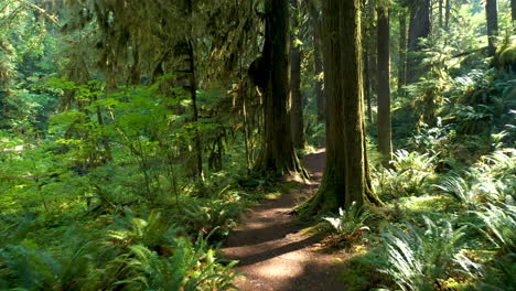 steady shot over nature trail in forest