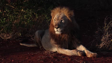 dramatic evening golden light highlights adult male black mane lion