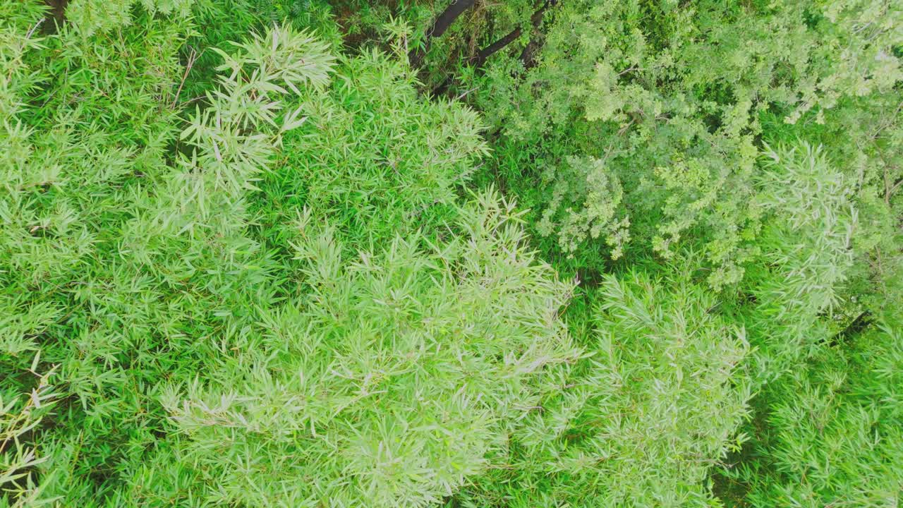 A thick bamboo forest filled with tall, swaying stalks and rich green foliage, showcasing a peaceful, natural environment rich in biodiversity and used for eco-friendly materials.