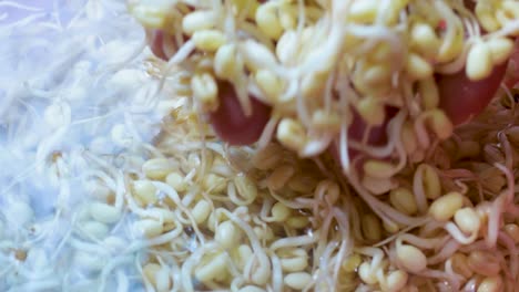 hand clean growing fresh bean sprouts for healthy vegan food at home