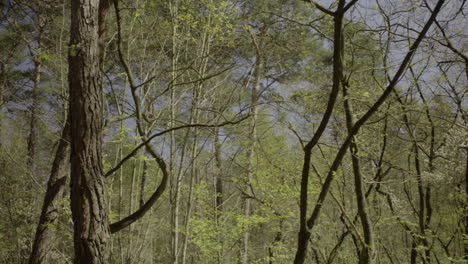 calming view in the forest in the early spring with clear blue sky background