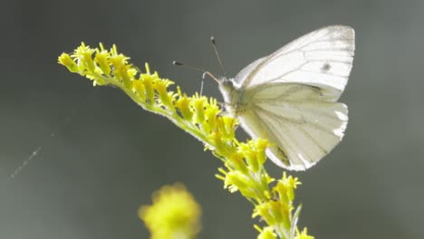 pieris brassicae, the large white butterfly, also called cabbage butterfly. large white is common throughout europe, north africa and asia often in agricultural areas, meadows and parkland.