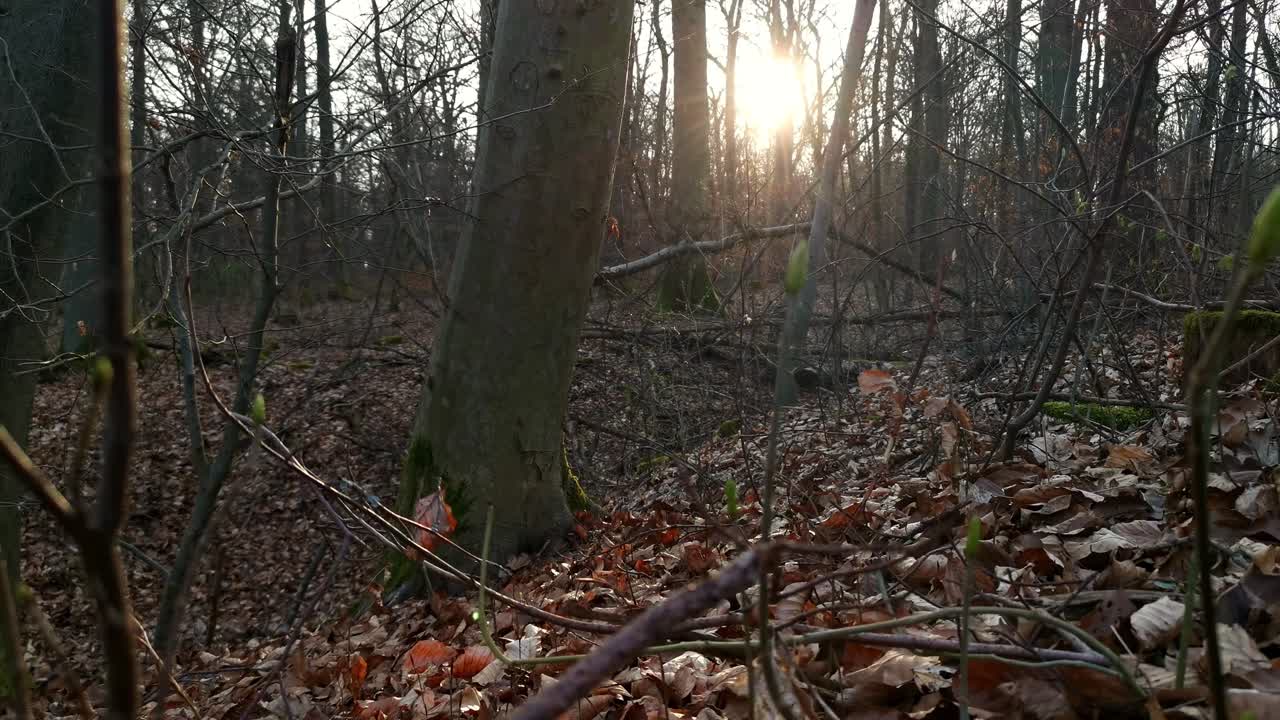 독일 일몰의 잎이 무성한 숲