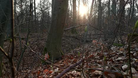 a leafy forest ground at sunset in germany