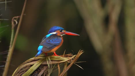 Un-Pájaro-Martín-Pescador-De-Orejas-Azules-Giró-Su-Cuerpo-Sobre-Una-Flor-De-Serpiente,-Luego-Defecó-Y-Se-Fue-Volando