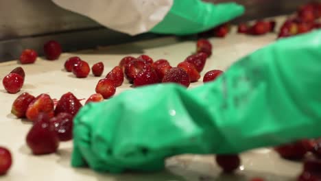 fresh strawberries on the sorting table in a factory with workers picking out the contaminated fruit