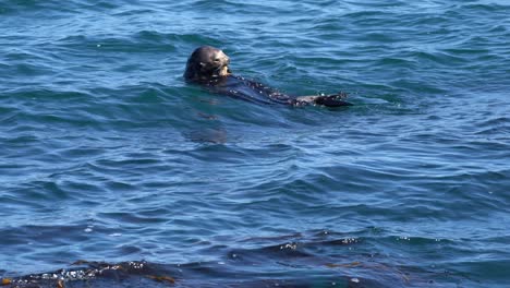 sea otter eating shellfish