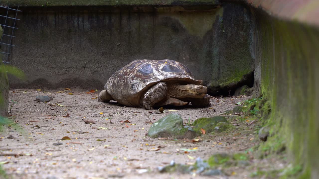 Close up shot of an old stumpy African spurred tortoise, centrochelys sulcata spotted resting on the ground