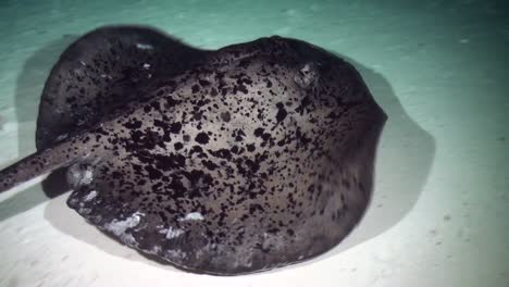 mantarraya manchada de negro nadando sobre el arrecife en la noche