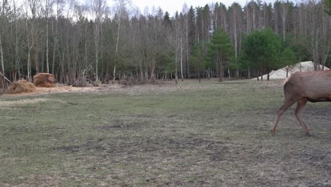 a large flock of deer lies on the ground, a flock of deer is resting in a green meadow. wild animals concept. large group of animals. behind against the background of a coniferous forest