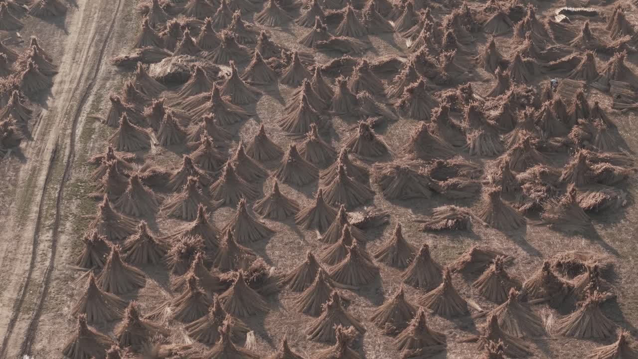 High angle drone shot of numerous conical haystacks neatly arranged across a dry agricultural field