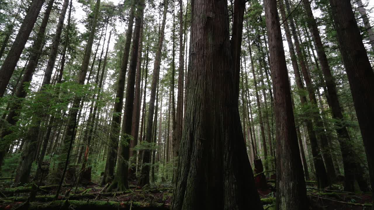 Pacifico nord-occidentale, Parco Regionale Pacific Spirit a Vancouver, Columbia Britannica. Clip di bellissimi alberi della foresta