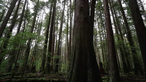 noroeste pacífico, parque regional del espíritu del pacífico en vancouver, columbia británica clip de hermosos árboles forestales