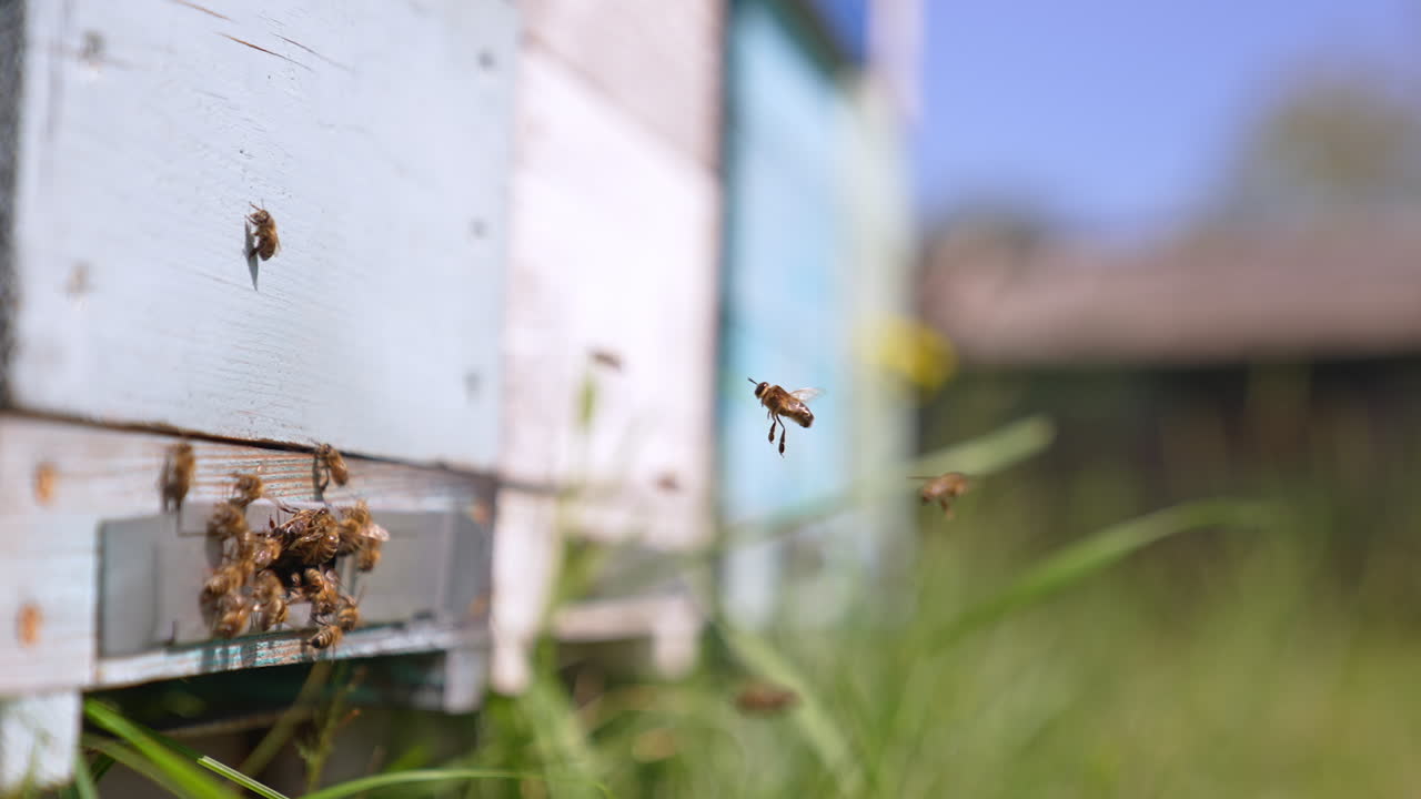 Bees swarming near the entrance to the beehive. Honey insects returning to their honeycombs. Close up. Blurred backdrop.