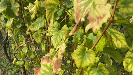 Grape-leaves-flutter-on-the-wind