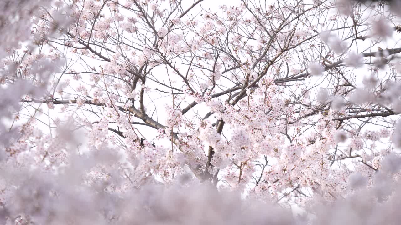 los cerezos en plena floración