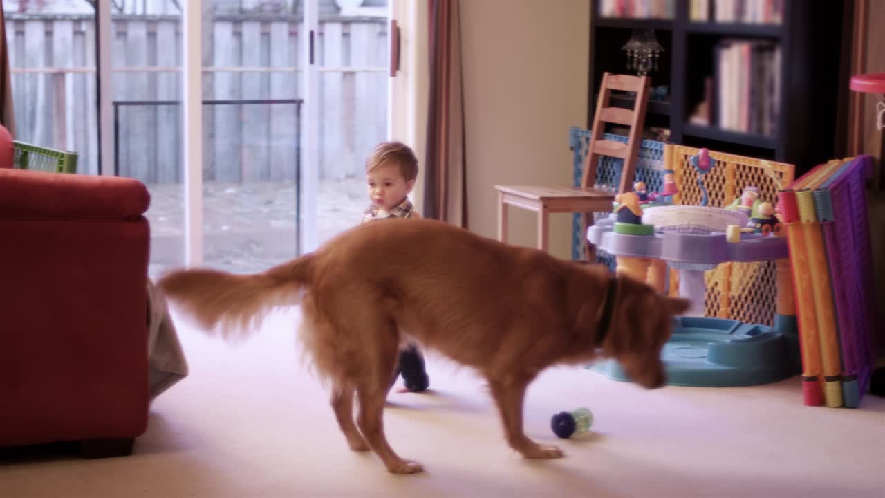 Little boy throws his sippy cup on the floor after a dog licks it, and walks through the living room