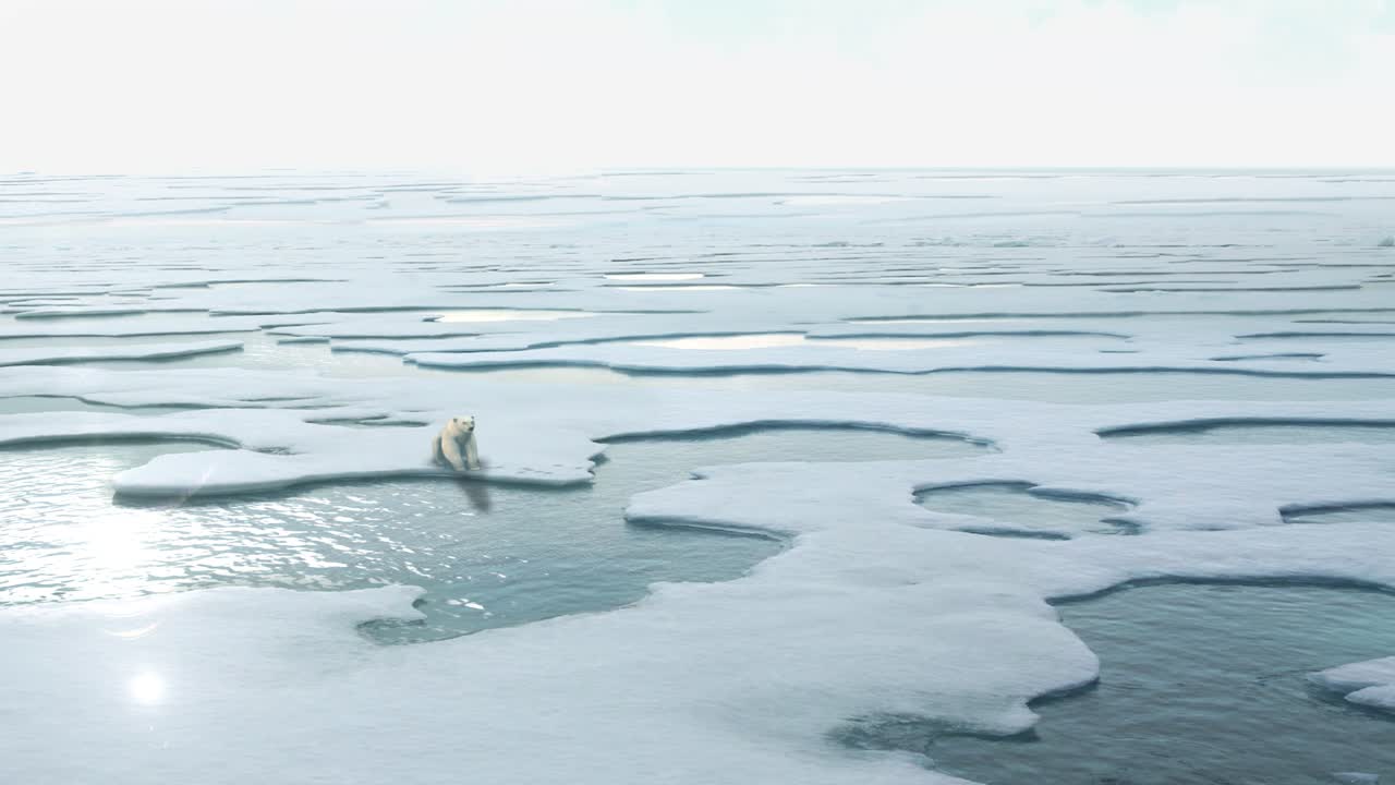 북극의 얼음 위에 있는 북극