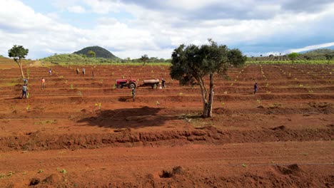 masai man planting avocado , shovels- africa smart agriculture technology- aerial drone view of avocado farm in kenya