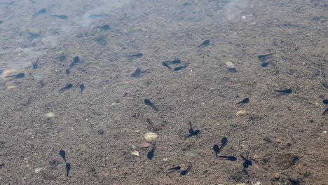 renacuajos y el fondo de un río