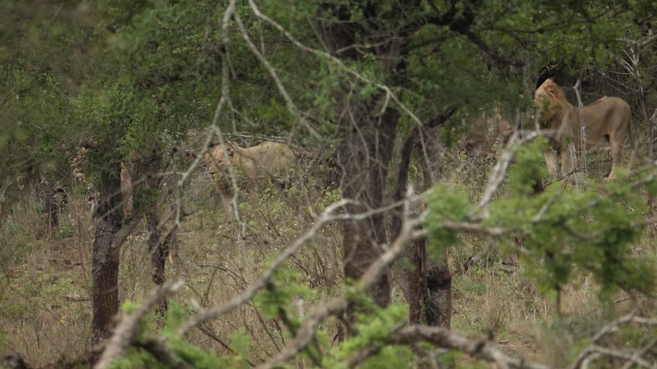 Toma de seguimiento de una manada de leones machos en la vida salvaje africana.