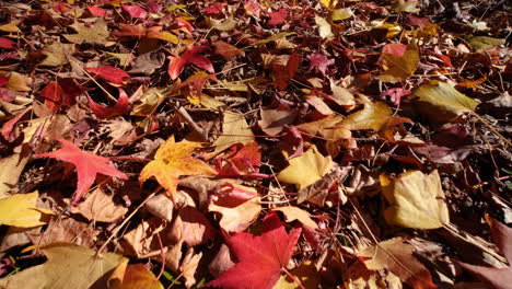 close up wind sweeping fallen leaves on the meadow