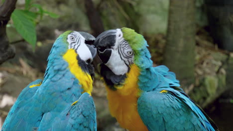 pecking its mate on the face, a pair of blue-and-yellow macaws are preening each other using its beak