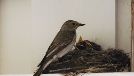 common bird feeding the babies with insect on the nest