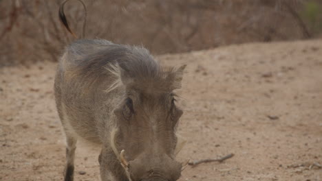 close up slow motion trotting warthog