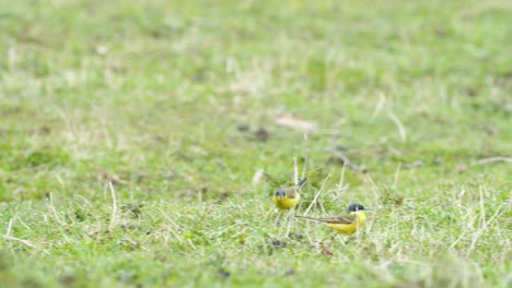 yellow wagtails between sheep in pasture meadow grass