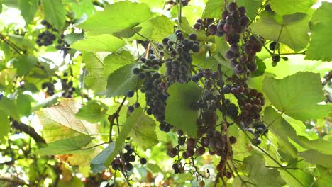 uvas en la vid