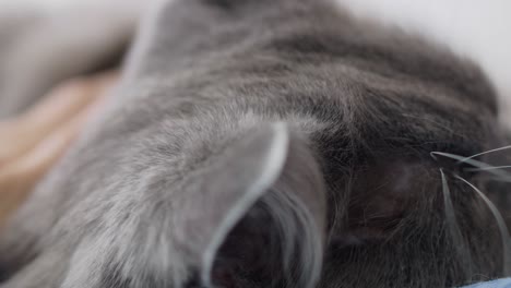 close-up of the fur of a gray cat, the cat is stroking his mistress. the cat sleeps on the bed and enjoys the caress of the hostess