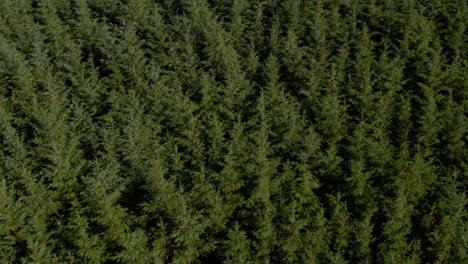 Descending-aerial-shot-over-dense-coniferous-tree-plantation