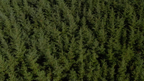 disparo aéreo descendente sobre una densa plantación de árboles de coníferas