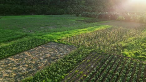 aerial view of a farm in virac, catanduanes, philippines in the early morning