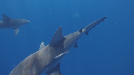 Bull-Shark-slow-motion-swimming-under-and-pan-into-blue-abyss