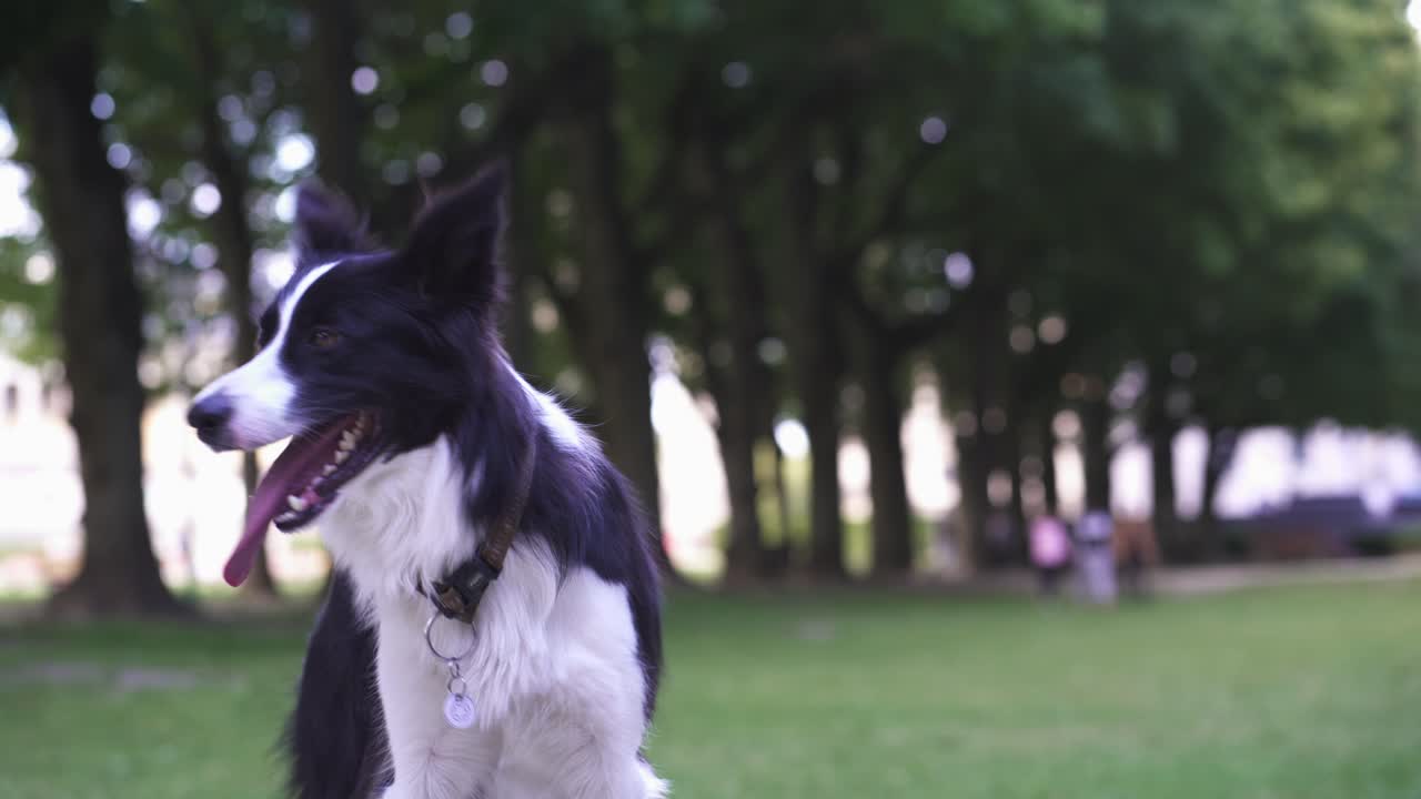 un border collie esperando, jadeando pesadamente en un día cálido, después de jugar a buscar en un parque público