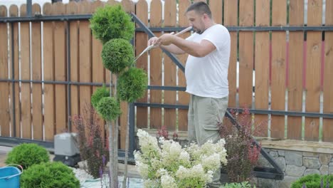 un jardinero poda arbustos decorativos con tijeras en un patio ajardinado, centrándose en la formación de plantas y la estética del jardín. valla de madera y césped verde en el fondo