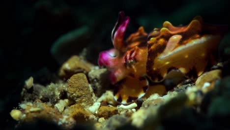 new-born-juvenile-baby-Flamboyant-Cuttlefish-4k-25fps-Lembeh-Indonesia