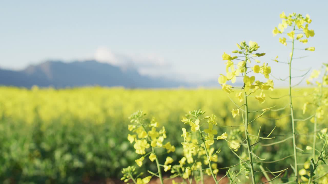 ⁇  과 산 들 이 있는 시골 풍경 의 일반적 인 전망