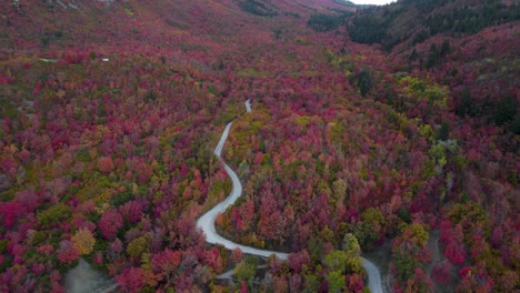 colorful fall autumnal forest in utah mountains with dirt road - aerial