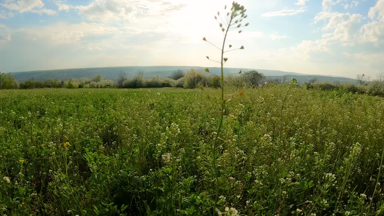 hierba verde fresca, flores y mariposas voladoras contra el cielo azul en verano - cámara lenta