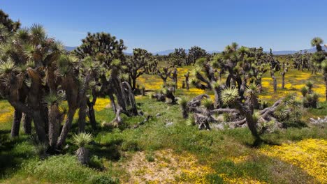 Joshua-tree-forest-in-spring-in-the-Mojave-Desert-and-wildflowers-blooming---pull-back-landscape-reveal