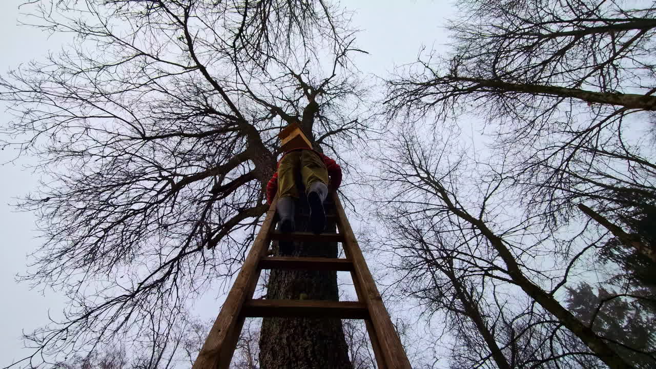 hombre bajando una escalera después de colorear una linda casa de pájaros en un árbol